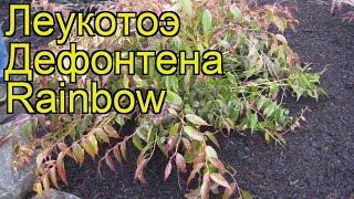 Леукотоэ дефонтена Рэйнбоу Краткий обзор описание характеристик leucothoe fontanesiana Rainbow [upl. by Ahser]