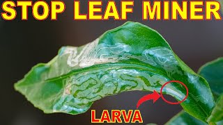 How To Kill LEAF MINERS Naturally Once And For All [upl. by Girovard]