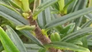 COLUMNEA LINEARIS PLANT [upl. by Leopoldine641]