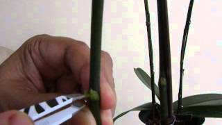 Propagating Phalaenopsis  How to apply Keiki paste [upl. by Sanez]