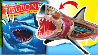 MEGALODON GIGANTE  APRENDE CON LA ENCICLOPEDIA DE LOS DINOSAURIOS  ¡INCREIBLES [upl. by Atsirhc]