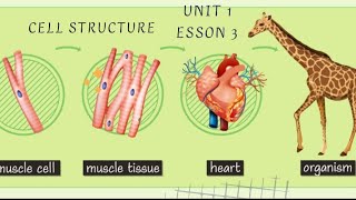 cell structure  science  Grade 6  unit 1  concept 1  lesson 3  Frist term [upl. by Htederem]