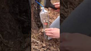 Simple and very useful camping survival bushcraft outdoors skill [upl. by Mllly577]