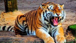 Siberian Tiger  Indochinese Tiger  Tiger Feline Wild Cat Fauna [upl. by Aerdnaz289]