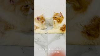 Billu ne diya maalik ko bonus😳😳catcomedy billicomedy cat catvideo viralcat sajidcat billug [upl. by Atorod560]