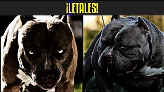 Las Razas de Perros Extremadamente Peligrosas y Temidas en el Mundo 🌍 [upl. by Ahsilahk272]