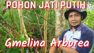 POHON JATI PUTIH Gmelina arborea TUMBUH SUBUR DI PINGGIRAN HUTAN ALAM TROPIS [upl. by Gamber]