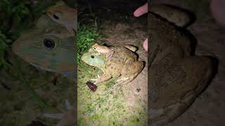 Frog jumps fast He is not funny  Boing boing funny frog video  catch frogs funny viral [upl. by Silvester]