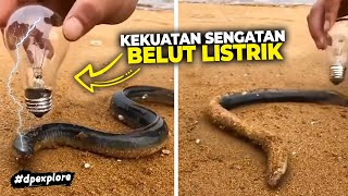 Seberapa Kuat Tegangan Listrik Yang Dihasilkan Belut Listrik [upl. by Annoirb]