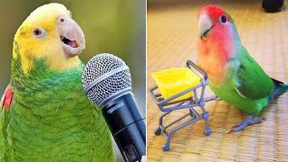 Smart And Funny Parrots Parrot Talking Videos Compilation 2024  Cute Birds 8 [upl. by Marwin]