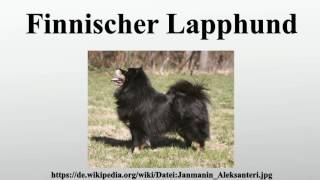 Finnischer Lapphund [upl. by Isma796]