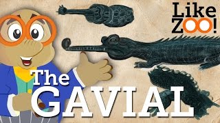 What sound does a gavial make  Like ZOO [upl. by Dona859]