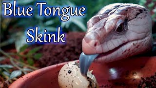 Blue Tongue Skinks The Most Underrated Reptile  Complete Care Guide [upl. by Hulen]