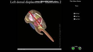 left dorsal displacement 2 glass horse veterinary veterinaria [upl. by Girovard594]