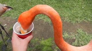 San Diego Zoo  Feeding the Flamingos [upl. by Sommer]