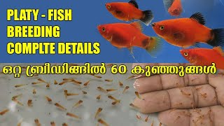 How to breeding quotPlaty fishquot step by step🐠🐠പ്ലാറ്റിയെ ബ്രീഡ് ചെയ്യാം💪 ഈസി ആയി 🐠🐠 [upl. by Iline514]