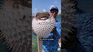 The Pufferfish Incredible fish 😱 fish pufferfish shorts viral animals animalfacts [upl. by Recnal]