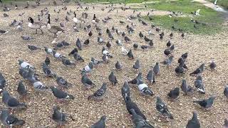 Pigeons of Wanstead flats [upl. by Rusel]