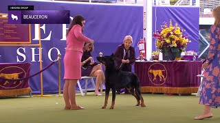 Beaucerons  Breed Judging 2024 [upl. by Anerys]