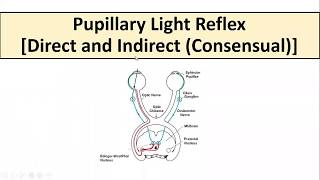 Pupillary Light Reflex [upl. by Sugihara]