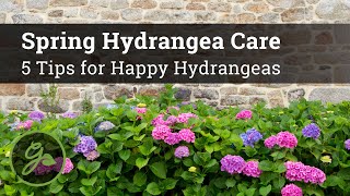 Spring Hydrangea Care  5 Tips for Happy Hydrangeas [upl. by Schoening]