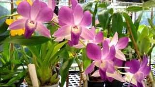 Orchid Care  Dendrobium Phalaenopsis Orchid in full bloom  Dendrobium Orchid care tips [upl. by Rehpoitsirhc]