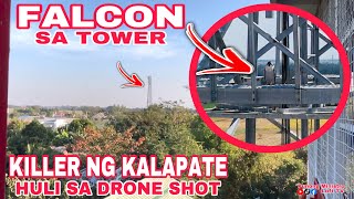 EP591  HULI KAAAA FALCON SA TOWER NAG BAHAY NA [upl. by Melisandra490]