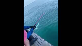 SharkPull it up release it with goofish pink solid nano jigging pole goofishpink sharkfishing [upl. by Lally]