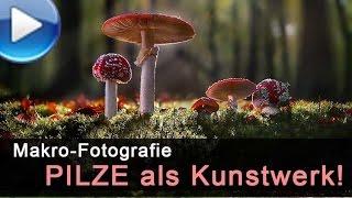 Pilze als Kunstwerke fotografieren [upl. by Ateuqal]