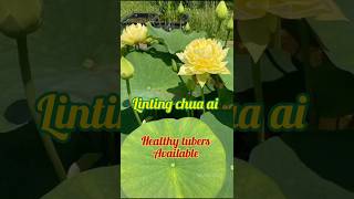 sold out  Linting chu ai ₹3000 yellow exotic new trending lotus lowestprices [upl. by Maxia500]