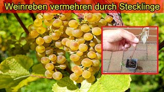 Weinreben vermehren durch Stecklinge  Weintrauben selbst ziehen  Wein Pflanzen selber anbauen [upl. by Eelik]