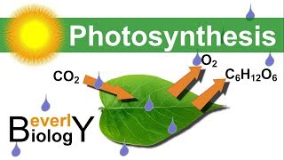 Photosynthesis in detail [upl. by Witte238]