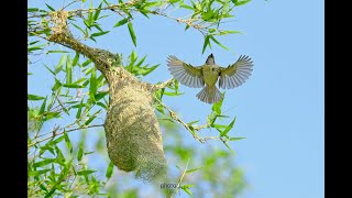 Amazing nest building bird Baya Weaver Bird [upl. by Manas431]