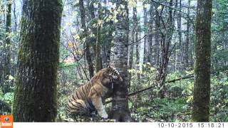 Wild Siberian Tiger in Russian Far East [upl. by Ellertal]