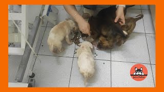 The Five Small Puppies Rescued Get Vaccines and a Check Up [upl. by Gold467]