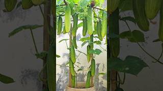 The secret to growing cucumbers in plastic containers with lots of fruit grow garden shorts [upl. by Ahsehyt]