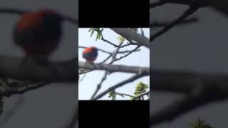 Scarlet Tanager Seen During Migration Through Southern Ontario Canadian Songbirds Spring Shorts [upl. by Inigo]