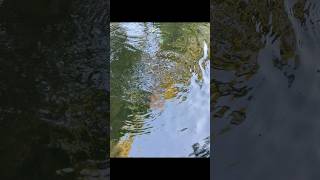 Trout fishing PA 2024 fishing [upl. by Nipsirc]