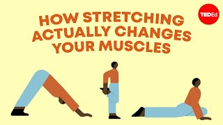 How stretching actually changes your muscles  Malachy McHugh [upl. by Eyk348]