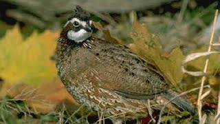 Bobwhite Quail Nest [upl. by Bergeron560]