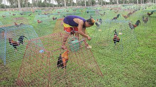 Genius Farming Techniques to Breed Thousand of Elite Roosters [upl. by Tenahs552]