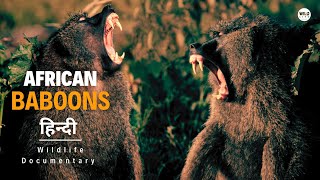 Baboons  Wild Africa हिन्दी डॉक्यूमेंट्री  Wildlife documentary in Hindi [upl. by Anolla156]