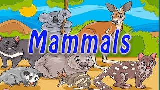 Mammals  Educational Videos for Kids In English [upl. by Brita]