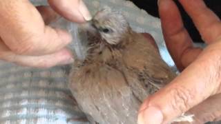 Hand feeding a baby Ring Neck dove [upl. by Raynold]