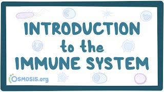 Introduction to the immune system [upl. by Gnaig]