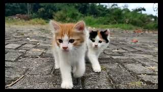 TWO KITTENS CATS  ANIMAL FUNNY  MIAW MIAW MIAW  MEOW MEOW BILLI KARTI  LULU DODO  06 [upl. by Coulter700]