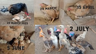 Chicken Breeding Process And Tips  Aseel Chicks Transformation From Crossing to 60 Days [upl. by Adnohsad329]