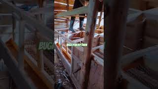 construction of our new poultry wooden cages at bugafarm do it yourself DIY poultryhouse [upl. by Xad]