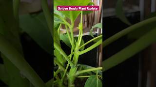 Golden Brassia Plant Update👏Golden Brassia Propagate👌shorts youtubeshorts goldenbrasia [upl. by Alves]