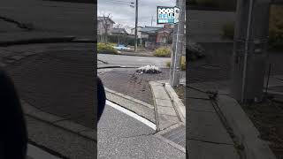 Japan Earthquake Footage [upl. by Selima353]